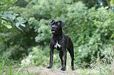 CANE CORSO 1151